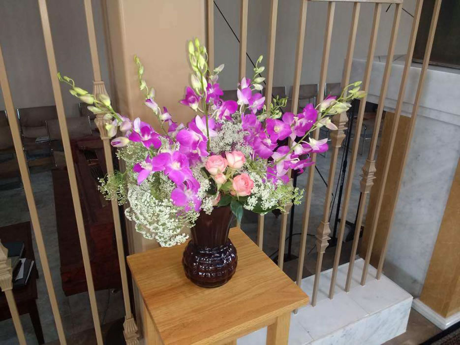 Dendrobium Queen Anne Lace Rose